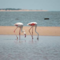Mozambique photo